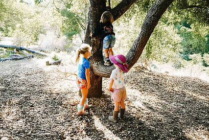 Risky play young children climbing tree