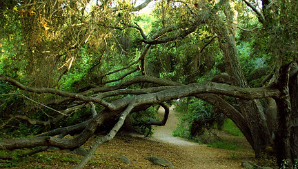 Felicita Park Wild Wander Forest School
